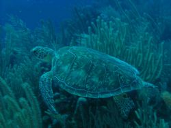 SeaTurtle taken on a reef dive in akumal, mexico with a n... by Jared Fuller 
